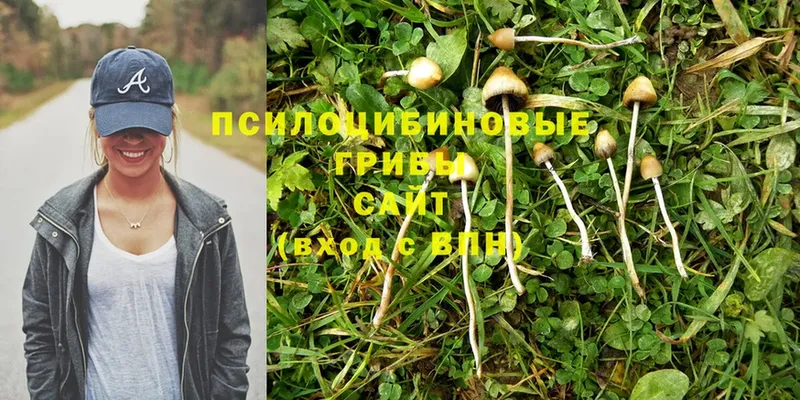 Галлюциногенные грибы Psilocybine cubensis  ссылка на мегу зеркало  Котельниково 